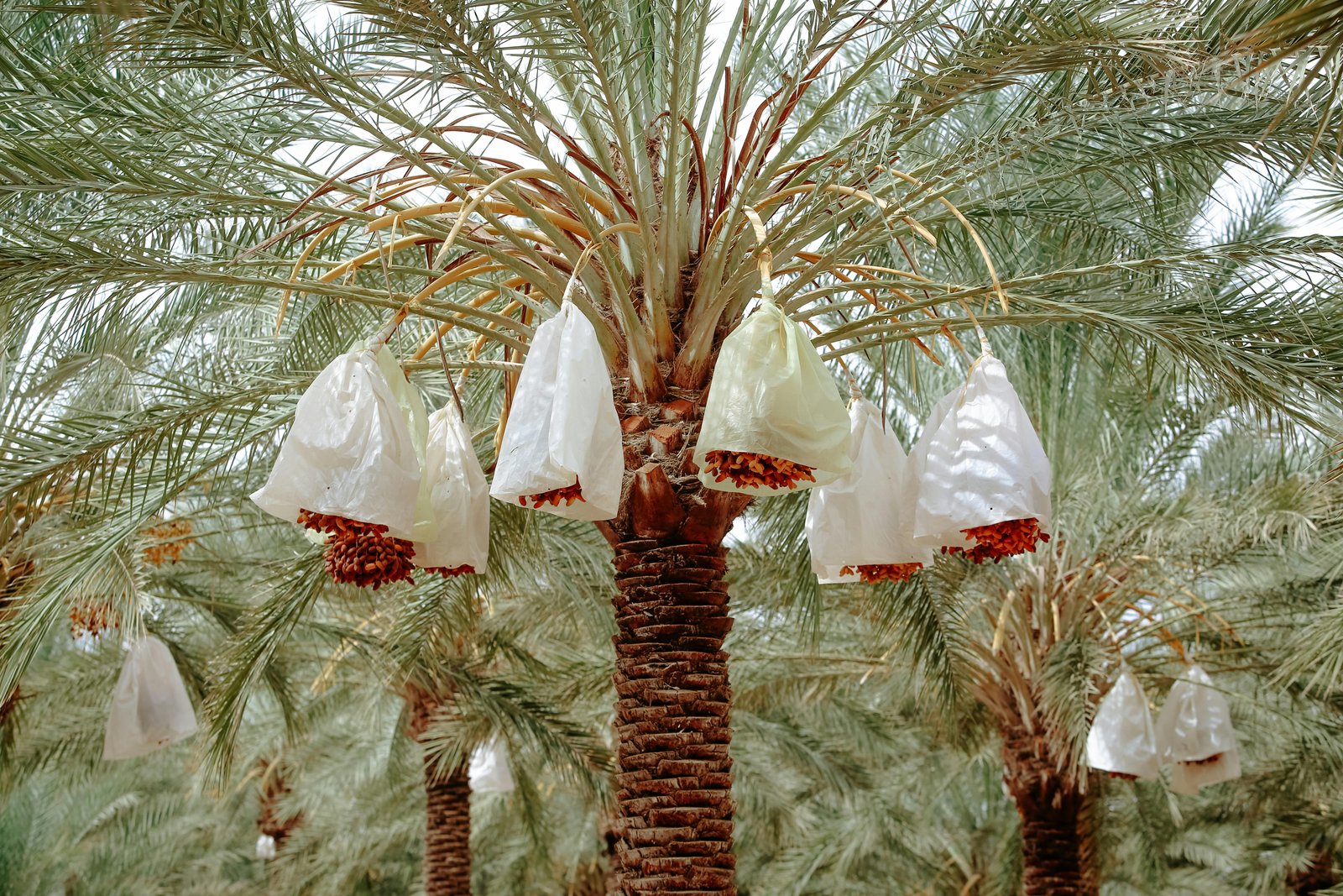 Oasis